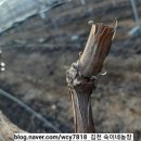 일비농장 이미지