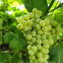 천왕농원 이미지