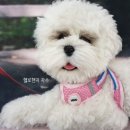 헬로핸지 이미지