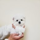 펫 탑 클래스 이미지