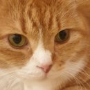 고양이 행복구역 이미지