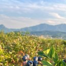 한양농원 이미지