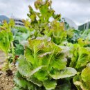 우두농장 | [양주] 서대문 주말농장 6월 말 #감자수확시기 #감자칩만들기