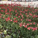 연세꽃화원 | [대구 가볼 만한 곳] 옥연지 송해공원 낮 산책 후기 : 튤립 시즌 끝물, 그래도 여전히 좋은 이유