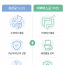 (주)알앤엘애니멀헬스 | 비피더스유산균, 따로 말고 함께 든 걸 골라야 하는 이유