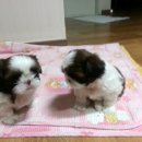 이모네 강아지 이미지