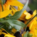 행복flower 이미지