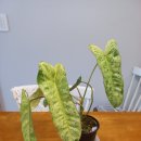 파라이소 이미지