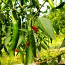 신흥종묘농약사 이미지