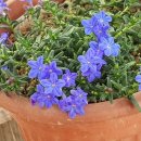 이사도라 이미지