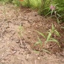 고향에봄 이미지