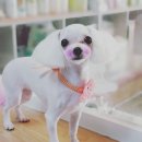 함안 애견샵 러블리펫 이미지