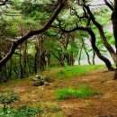 소나무숲 이미지