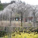 창녕 영산 만년교 이미지