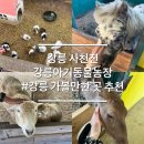 동물농장 | 강릉 아이와함께 가볼만한 곳 강릉아기동물농장 내돈내산 솔직후기