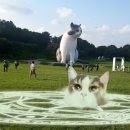 스마트캣 이미지