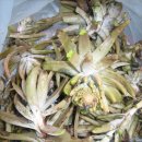 건강과약초 이미지