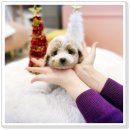 유어펫 라운지 강아지분양 이미지