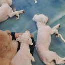 이츠펫(청당점) 이미지