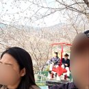 (주)세명랜드 | 부산 근교 김해 벚꽃 명소 가야랜드 하늘자전거 개화상태, 웨이팅 정보 (3/29 일요일 오픈런)