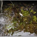 원조돌메기 매운탕 이미지