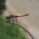 고추잠자리 이미지