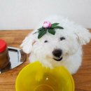 오늘도, 아름답개 이미지