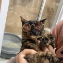 한국펫고등학교 이미지