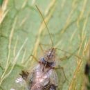 진달래방패벌레, 배나무방패벌레 성충 이미지