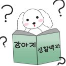 프리티파우 이미지