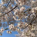 제8회 서귀포오페라페스티벌 [그랜드 오페라 갈라콘서트] | 서울 벚꽃 명소 추천 및 개화시기 : 양재천 벚꽃축제 기간