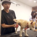 수정애견미용실 이미지