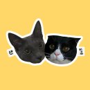 낭만고양이병원 | [구암동 고양이 전문병원] 낭만고양이병원 건강검진