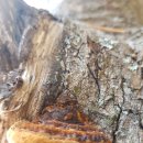 황금버섯 이미지