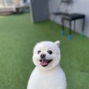 효효그루밍 이미지