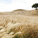 일렁이는 이미지