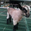 늘푸른 흑염소농장 이미지