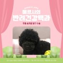 메르시동물병원 | 푸들 슬개골 탈구 수술 후기, 분당 메르시 동물병원