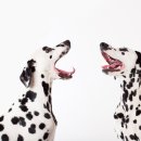 참누리동물병원 이미지