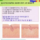 모기침이 벌침보다 훨씬 좋아~모기가 해로운가?(01) 이미지