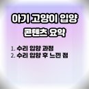 아기 고양이 입양 후 지금까지 후기