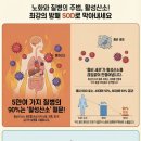 신통신경과의원 | 닥터SOD섭취방법