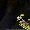 만주바람꽃 이미지
