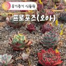 프로포즈(오아) 첫 자연 자구 첫째와 둘째, 판매완료:엘파소드림(딸기네), 미스발렌타인 자구 2개 판매합니다. 이미지