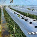 일산1리 이미지