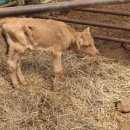 미숙농장 이미지