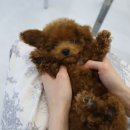[평생학습관] 우울 및 스트레스 관리 | 광명애견분양 사랑스러운 토이푸들 입양 후기