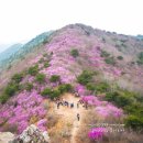 덕양산악회 제559회 여수 영취산 진달래축제 이미지