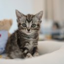 러블리메인쿤 이미지