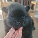 똥깡아지애견샵 이미지